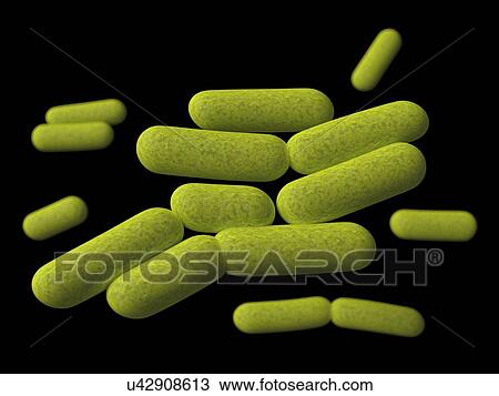 Drawing - Klebsiella, artwork. Fotosearch