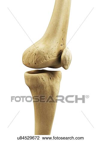 Knee bones, artwork View Large Illustration Drawing - Knee bones, artwork. Fotosearch