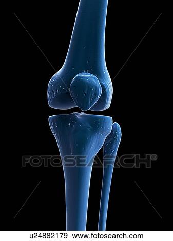 Knee bones, artwork View Large Illustration Stock Illustration - Knee bones, artwork. Fotosearch