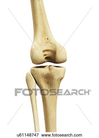 Stock Illustration - Knee bones, artwork. Fotosearch