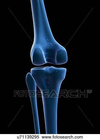 Knee bones, artwork View Large Illustration Stock Illustration - Knee bones, artwork. Fotosearch