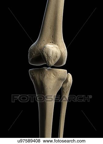 Stock Illustration - Knee bones, artwork. Fotosearch