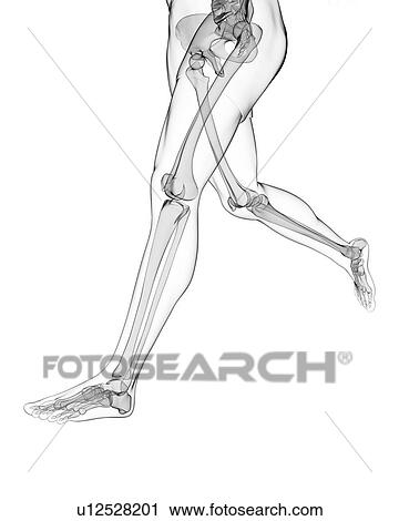 Leg bones, artwork View Large Illustration Clip Art - Leg bones, artwork. Fotosearch