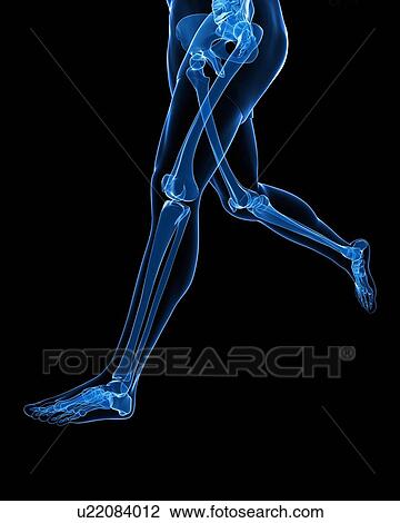 Leg bones, artwork View Large Illustration Drawing - Leg bones, artwork. Fotosearch