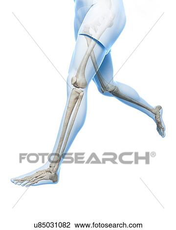 Drawing - Leg bones, artwork. Fotosearch