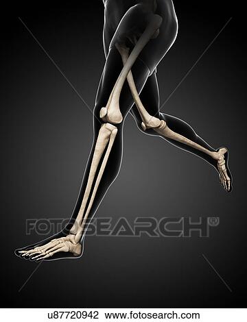 Drawing - Leg bones, artwork. Fotosearch