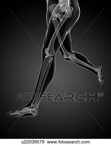 Stock Illustration - Leg bones, artwork. Fotosearch