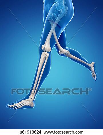 Leg bones, artwork View Large Illustration Stock Illustration - Leg bones, artwork. Fotosearch