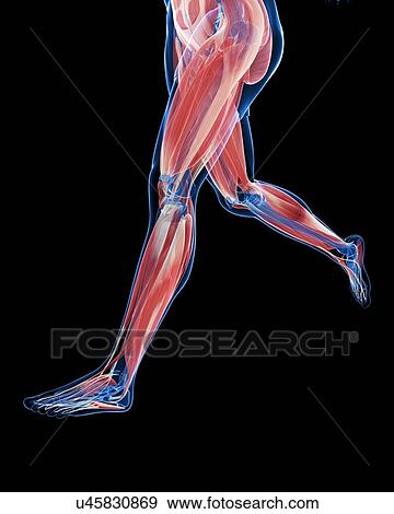 Leg muscles, artwork View Large Illustration Stock Illustration - Leg muscles, artwork. Fotosearch