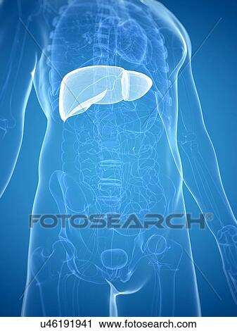 Clip Art - Liver, artwork. Fotosearch