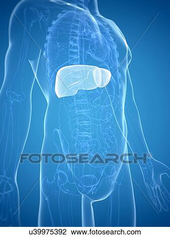 Drawing - Liver, artwork. Fotosearch