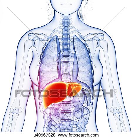 Liver cancer, artwork View Large Illustration Stock Illustration - Liver cancer, artwork. Fotosearch