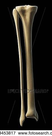 Stock Illustration - Lower leg bones, artwork. Fotosearch