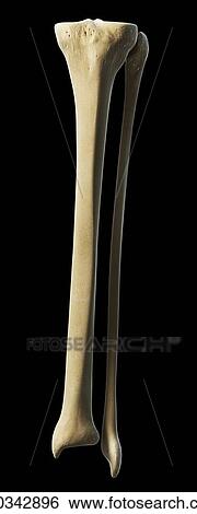 Lower leg bones, artwork View Large Illustration Stock Illustration - Lower leg bones, artwork. Fotosearch