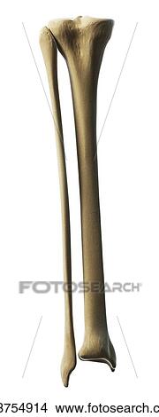 Lower leg bones, artwork View Large Illustration Stock Illustration - Lower leg bones, artwork. Fotosearch