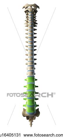 Clip Art - Lumbar spine, artwork. Fotosearch