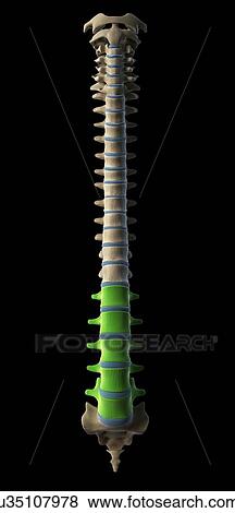 Lumbar spine, artwork View Large Illustration Stock Illustration - Lumbar spine, artwork. Fotosearch