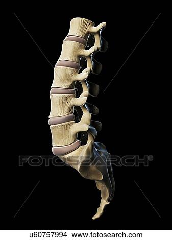 Lumbar spine, artwork View Large Illustration Stock Illustration - Lumbar spine, artwork. Fotosearch