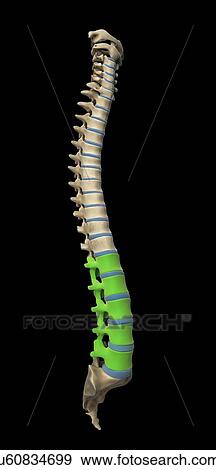 Lumbar spine, artwork View Large Illustration Stock Illustration - Lumbar spine, artwork. Fotosearch
