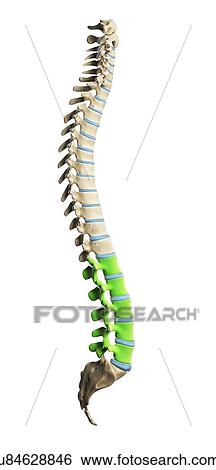Lumbar spine, artwork View Large Illustration Stock Illustration - Lumbar spine, artwork. Fotosearch