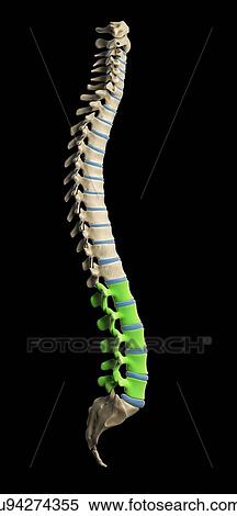 Lumbar spine, artwork View Large Illustration Stock Illustration - Lumbar spine, artwork. Fotosearch