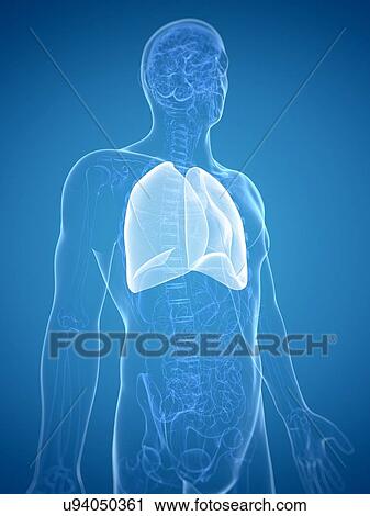 Clip Art - Lung, artwork. Fotosearch