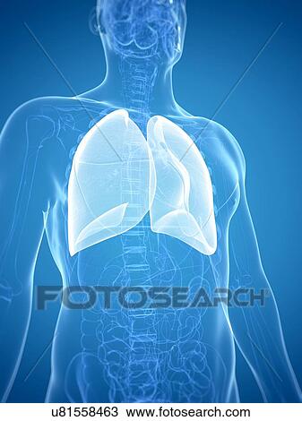 Drawing - Lung, artwork. Fotosearch