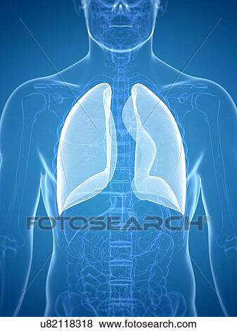Stock Illustration - Lung, artwork. Fotosearch