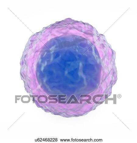 Lymphocyte white blood cell, artwork View Large Illustration Stock Illustration - Lymphocyte white blood cell, artwork. Fotosearch