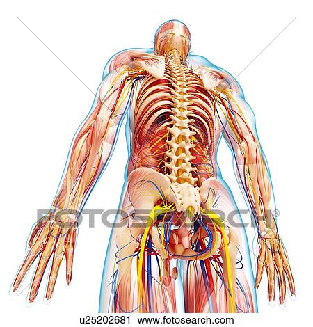 Clip Art - Male anatomy, artwork. Fotosearch