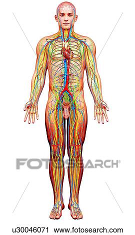 Clip Art - Male anatomy, artwork. Fotosearch