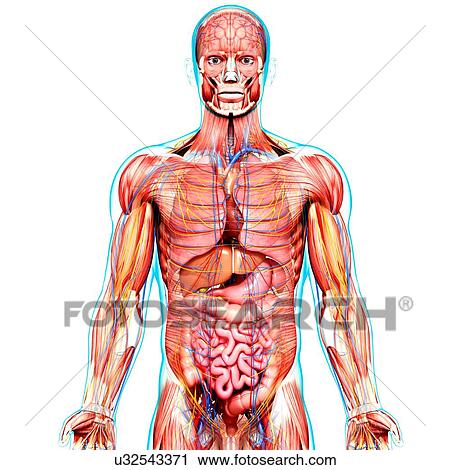 Clip Art - Male anatomy, artwork. Fotosearch