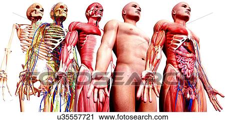Clip Art - Male anatomy, artwork. Fotosearch