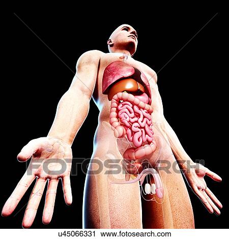 Clip Art - Male anatomy, artwork. Fotosearch