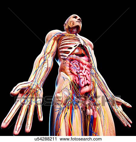 Clip Art - Male anatomy, artwork. Fotosearch