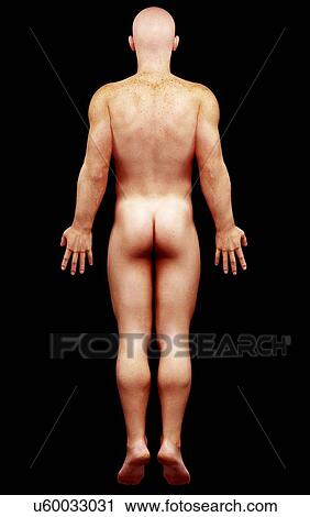 Male anatomy, artwork View Large Illustration Clip Art - Male anatomy, artwork. Fotosearch
