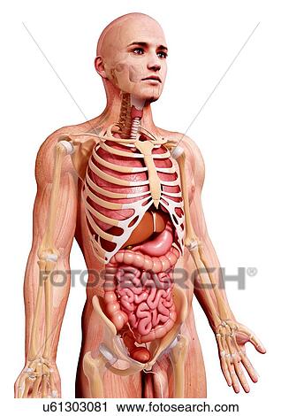 Male anatomy, artwork View Large Illustration Clip Art - Male anatomy, artwork. Fotosearch