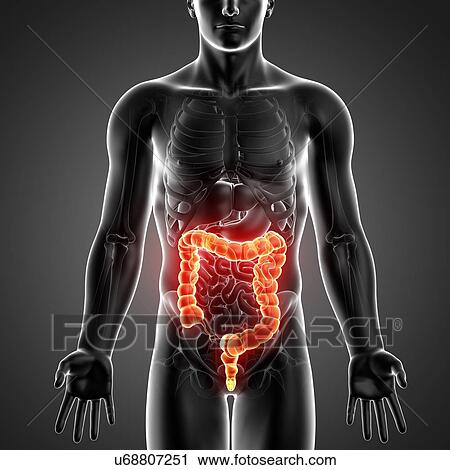 Clip Art - Male anatomy, artwork. Fotosearch