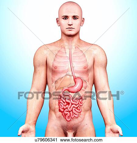 Clip Art - Male anatomy, artwork. Fotosearch
