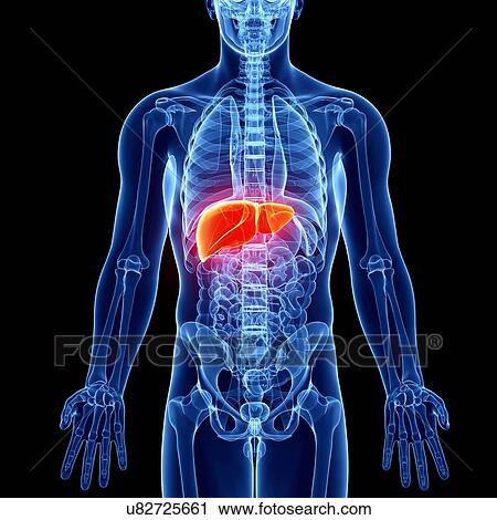 Clip Art - Male anatomy, artwork. Fotosearch