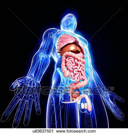 Clip Art - Male anatomy, artwork. Fotosearch