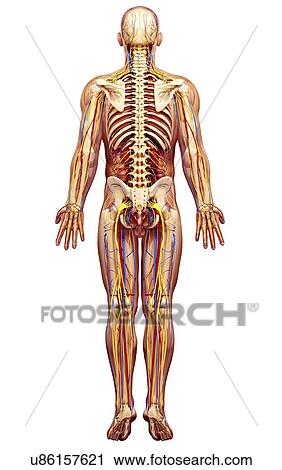 Clip Art - Male anatomy, artwork. Fotosearch
