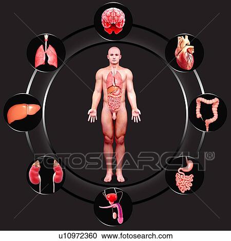 Clipart - Male anatomy, artwork. Fotosearch
