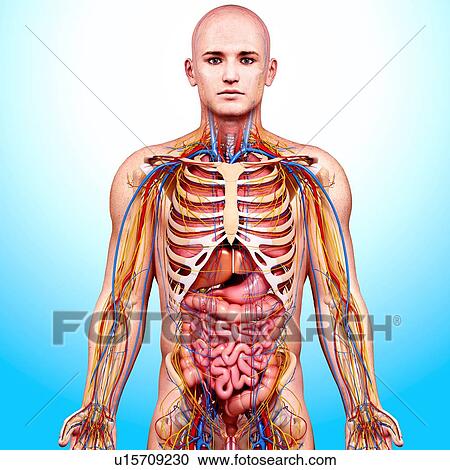 Male anatomy, artwork View Large Illustration Clipart - Male anatomy, artwork. Fotosearch