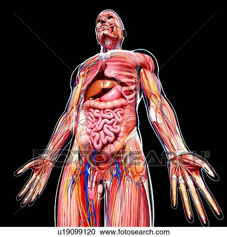 Clipart - Male anatomy, artwork. Fotosearch
