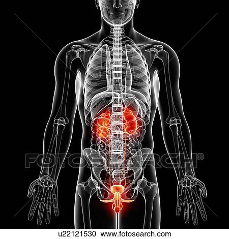 Clipart - Male anatomy, artwork. Fotosearch