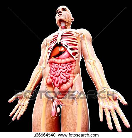 Clipart - Male anatomy, artwork. Fotosearch