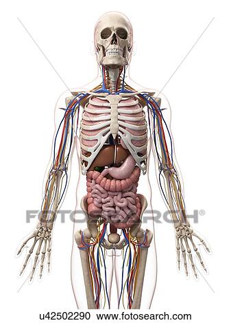 Male anatomy, artwork View Large Illustration Clipart - Male anatomy, artwork. Fotosearch