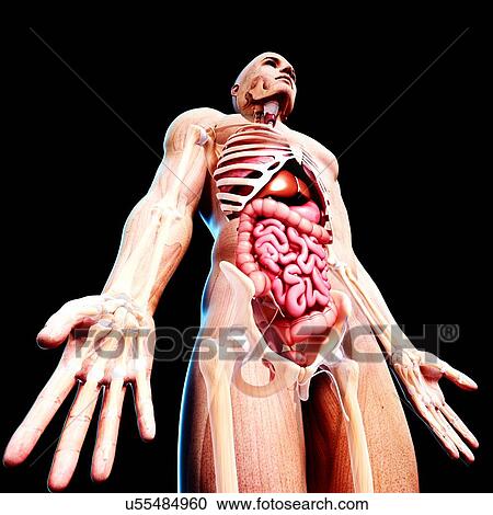Male anatomy, artwork View Large Illustration Clipart - Male anatomy, artwork. Fotosearch
