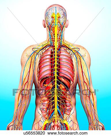 Male anatomy, artwork View Large Illustration Clipart - Male anatomy, artwork. Fotosearch